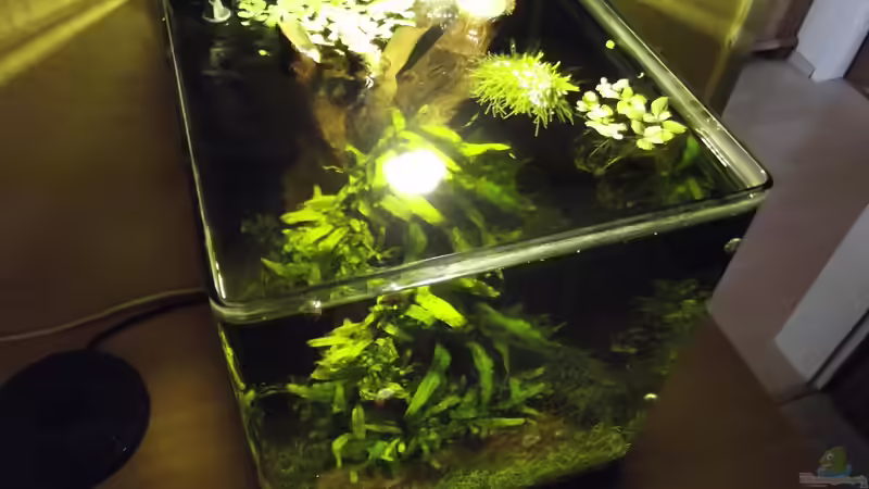 Aquarium Waldlichtung von Arle (3)