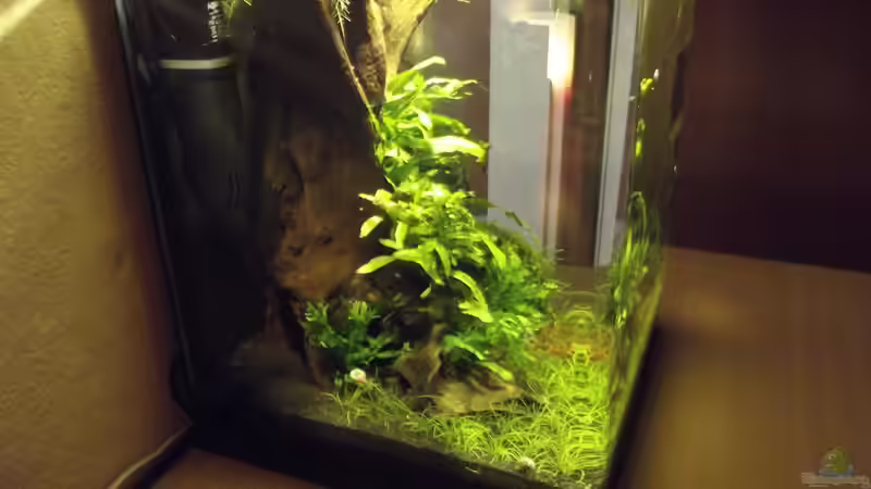 Aquarium Waldlichtung von Arle (4)