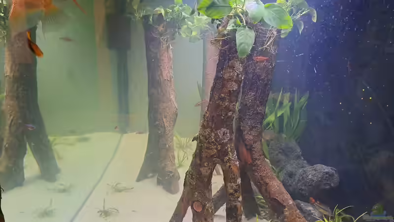 Aquarium Waldstück vom Anfänger von PetexBorken (2)