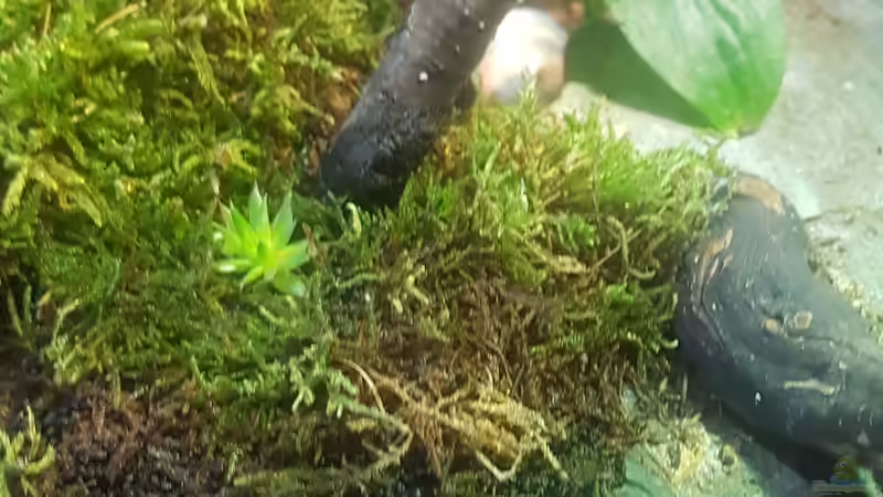 Aquarium Waldterrarium von JalaRoki (3)
