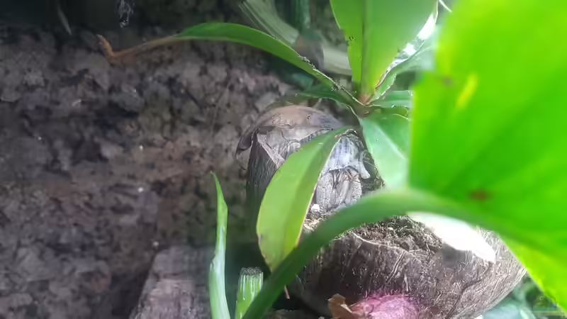 Aquarium Waldterrarium von JalaRoki (4)