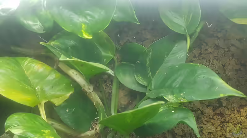 Aquarium Waldterrarium von JalaRoki (5)