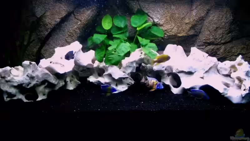 Aquarium Walhall von T H O R (2)