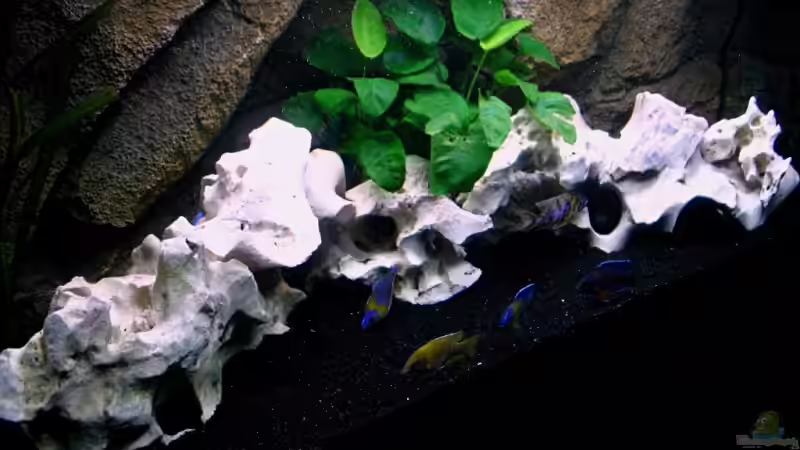 Aquarium Walhall von T H O R (3)