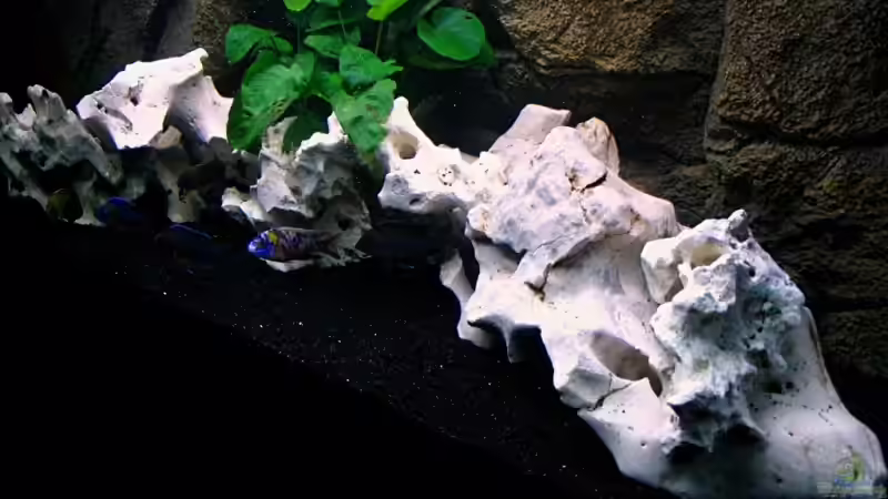 Aquarium Walhall von T H O R (4)