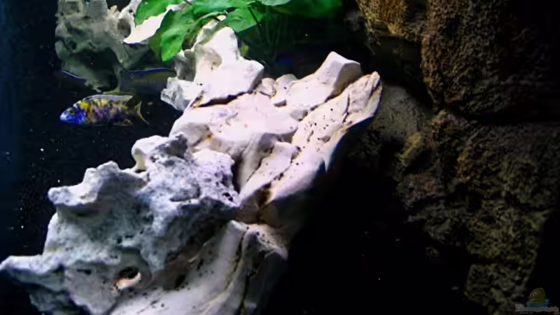 Aquarium Walhall von T H O R (5)