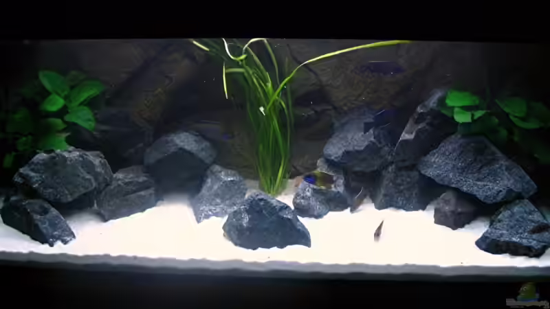 Aquarium Walhall von T H O R (6)