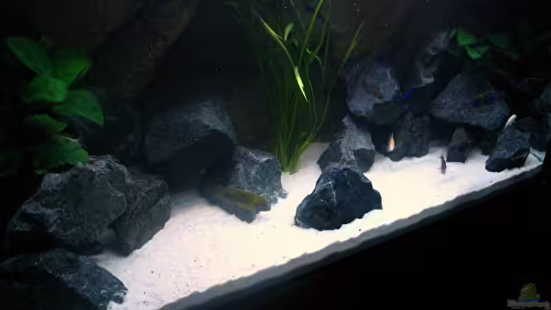 Aquarium Walhall von T H O R (7)