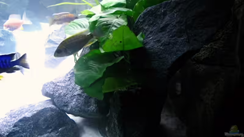 Aquarium Walhall von T H O R (9)