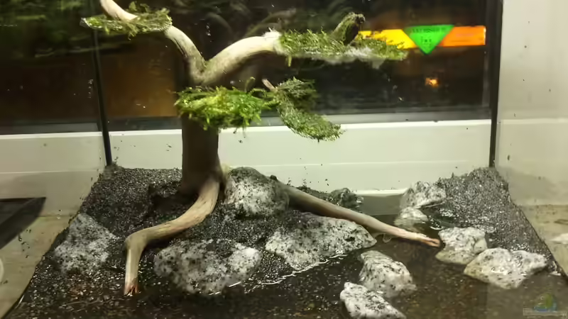 Aquarium Wandern in den Bergen von Blubberblubs (8)