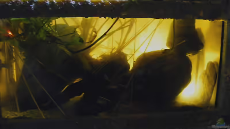 Aquarium Wasserfall-Biotop(nur noch als Beispiel) von Falk (11)