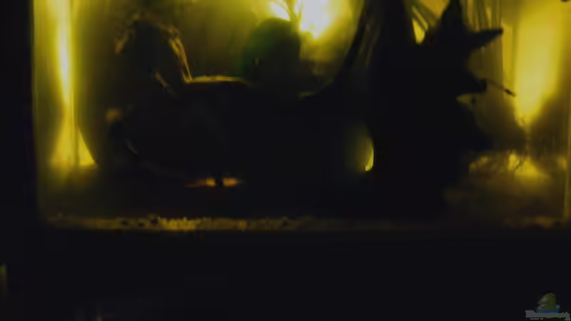 Aquarium Wasserfall-Biotop(nur noch als Beispiel) von Falk (12)