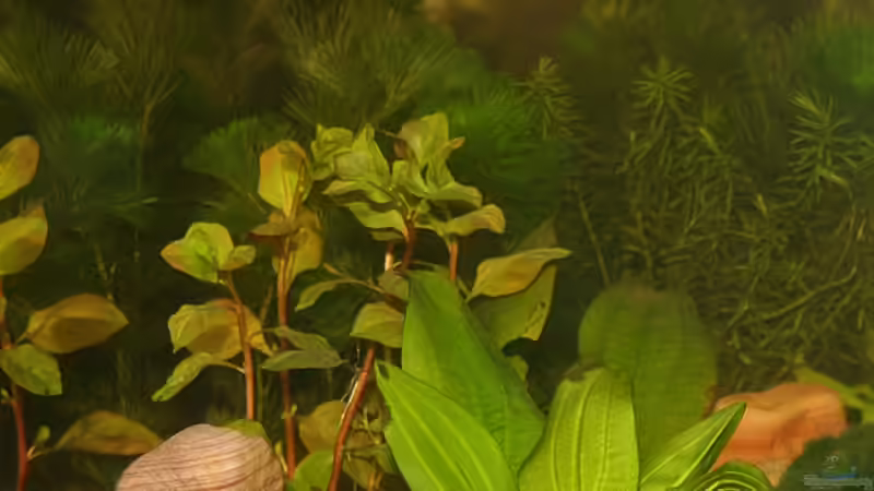 Aquarium Wasserparadies von Garnelenmami (14)