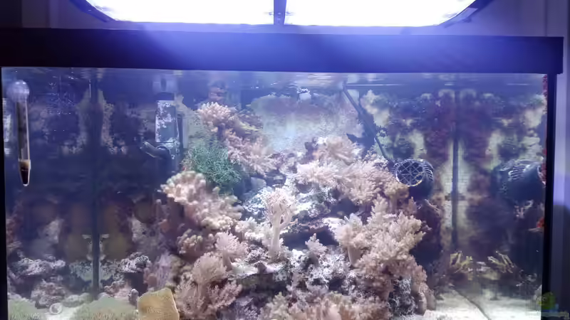 Aquarium Weichkorallenbecken von Torsten Bullmahn (10)
