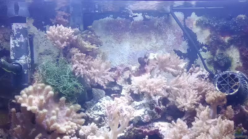 Aquarium Weichkorallenbecken von Torsten Bullmahn (11)