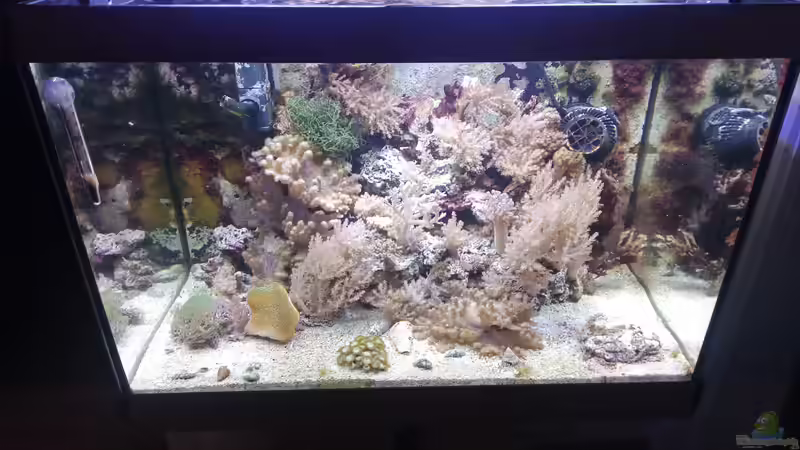 Aquarium Weichkorallenbecken von Torsten Bullmahn (12)