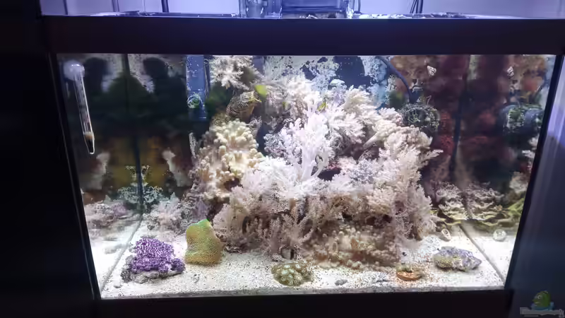 Aquarium Weichkorallenbecken von Torsten Bullmahn (13)