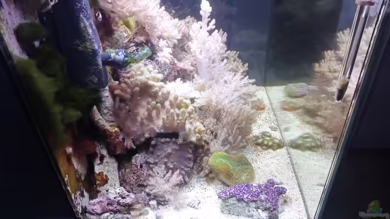 Aquarium Weichkorallenbecken von Torsten Bullmahn (14)