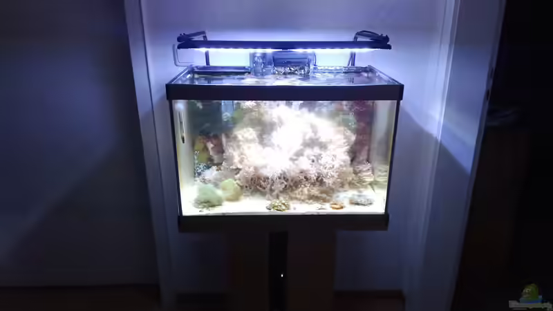 Aquarium Weichkorallenbecken von Torsten Bullmahn (15)