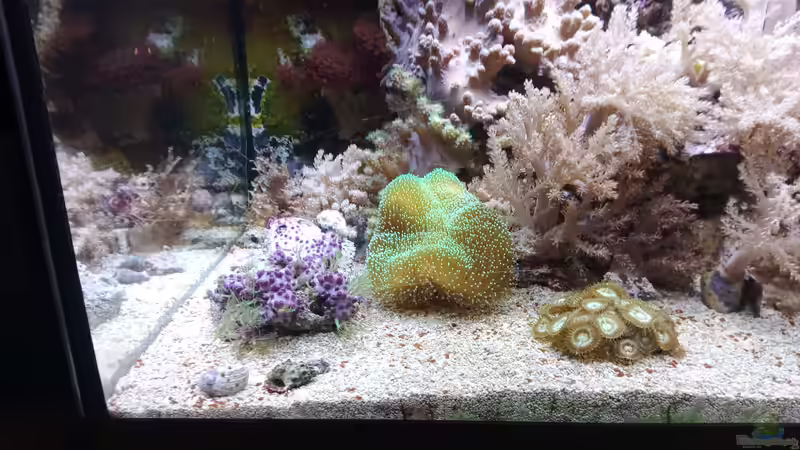 Aquarium Weichkorallenbecken von Torsten Bullmahn (16)