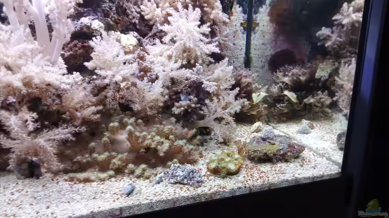 Aquarium Weichkorallenbecken von Torsten Bullmahn (17)