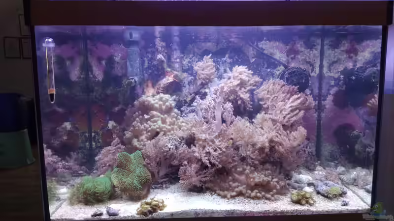 Aquarium Weichkorallenbecken von Torsten Bullmahn (19)