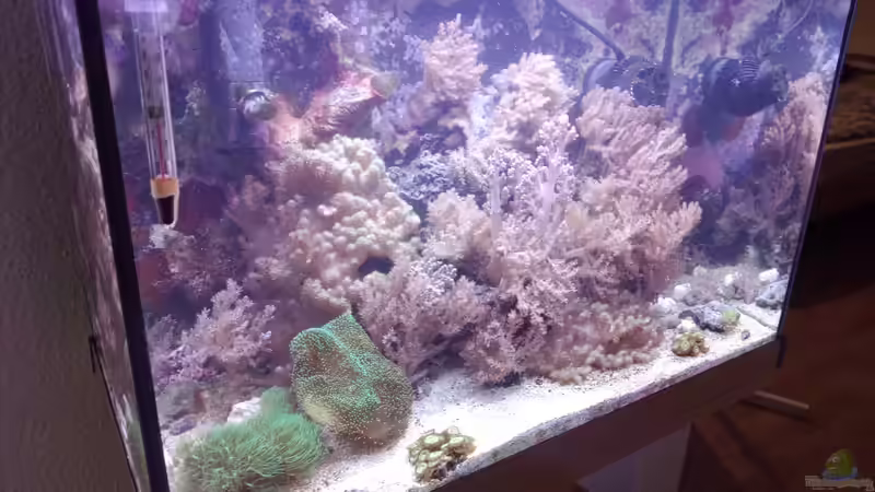 Aquarium Weichkorallenbecken von Torsten Bullmahn (20)