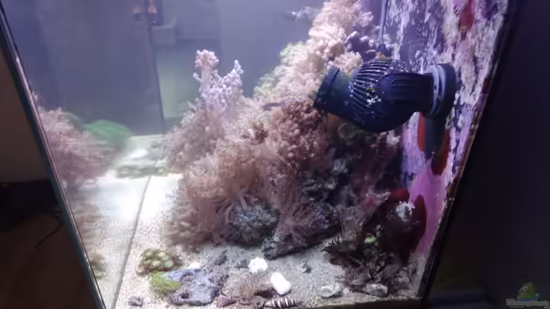 Aquarium Weichkorallenbecken von Torsten Bullmahn (23)