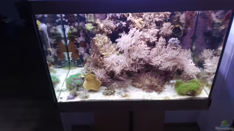 Aquarium Weichkorallenbecken von Torsten Bullmahn (3)