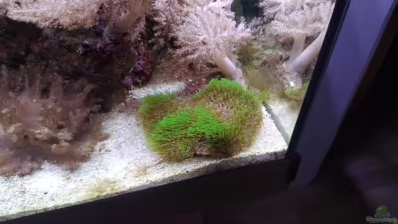 Aquarium Weichkorallenbecken von Torsten Bullmahn (4)