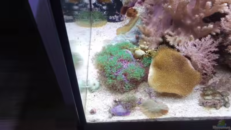 Aquarium Weichkorallenbecken von Torsten Bullmahn (5)