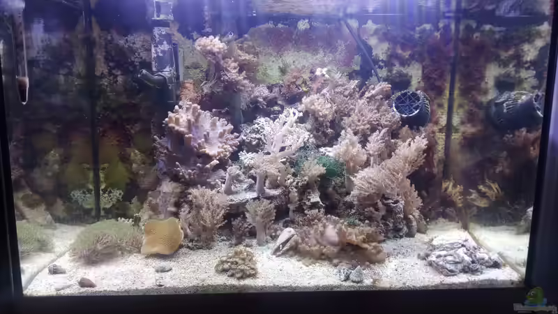 Aquarium Weichkorallenbecken von Torsten Bullmahn (7)