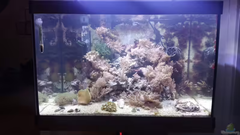 Aquarium Weichkorallenbecken von Torsten Bullmahn (9)