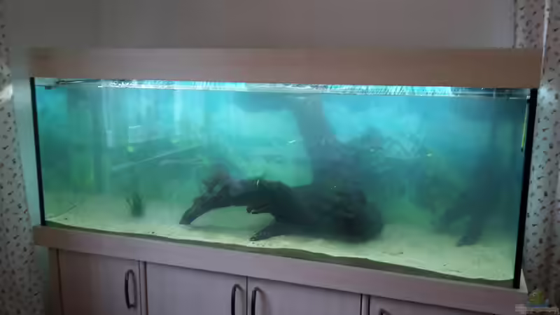 Aquarium Welsbecken 400Liter von Tanja F. (11)