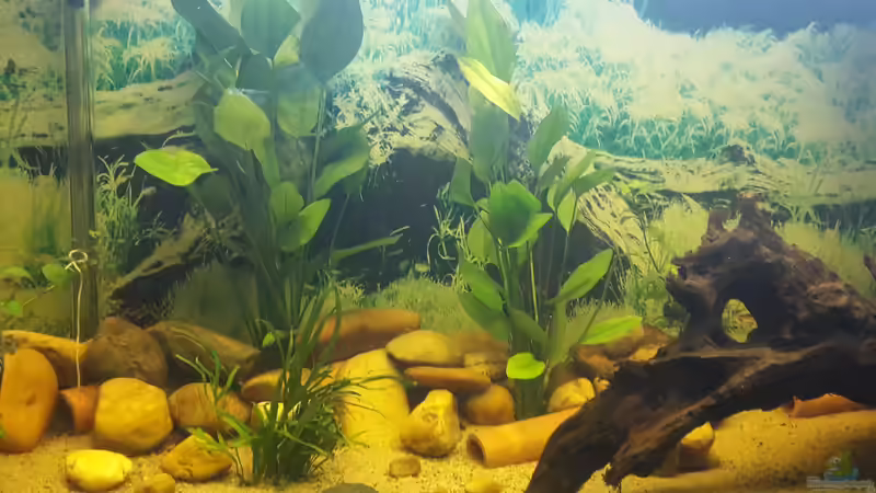Aquarium Welsbecken 400Liter von Tanja F. (8)