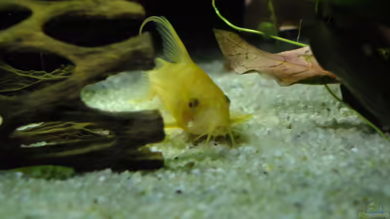 Aquarium Welse Becken von Taiwanese Inai (2)