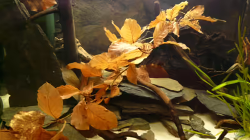 Aquarium Welse von Cichlid Power (4)