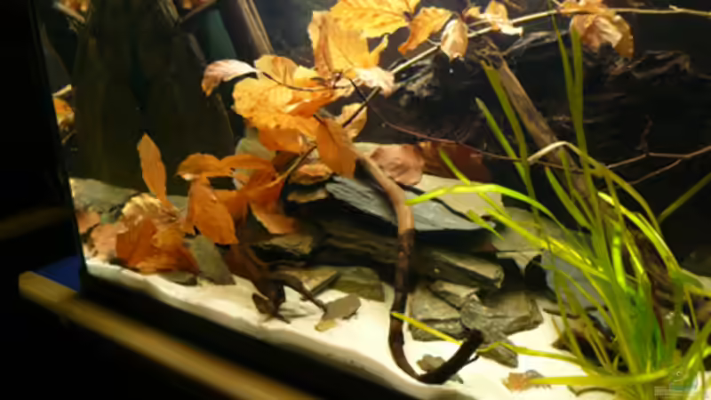 Aquarium Welse von Cichlid Power (5)