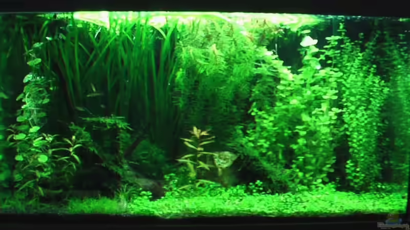 Aquarium Werneris wilde Welt von Olli N. (3)