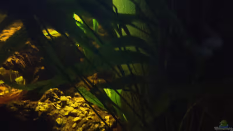 Aquarium West- Zentralafrika in Aachen von Tiburón (10)