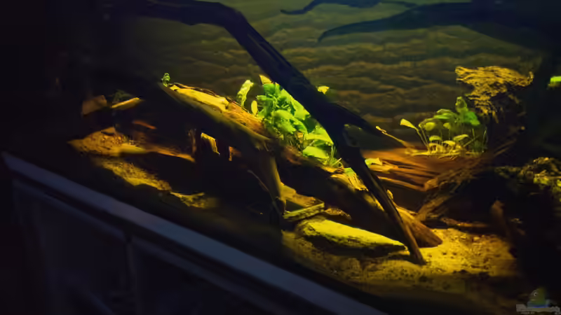 Aquarium West- Zentralafrika in Aachen von Tiburón (8)