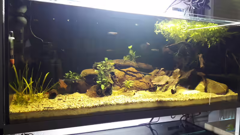 Aquarium West Afrika von Fichte (3)