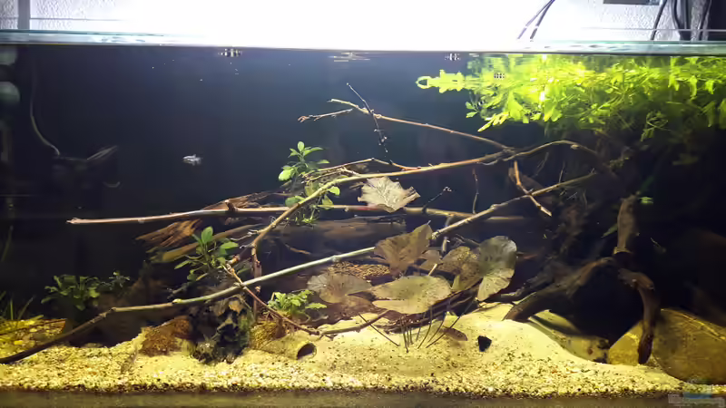 Aquarium West Afrika von Fichte (4)