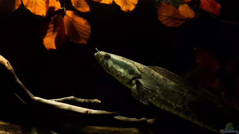 Aquarium Westafrika Räuberbecken von Zigermandli (3)
