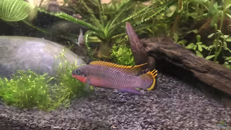 Aquarium Westafrika von Tim1979 (11)