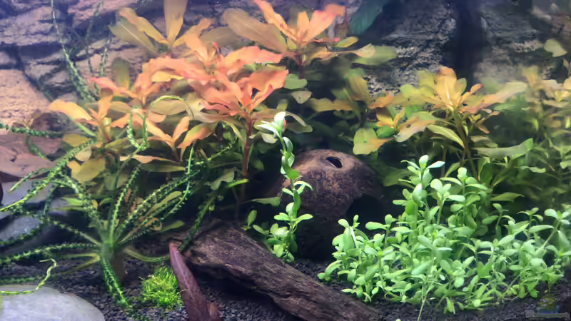 Aquarium Westafrika von Tim1979 (13)