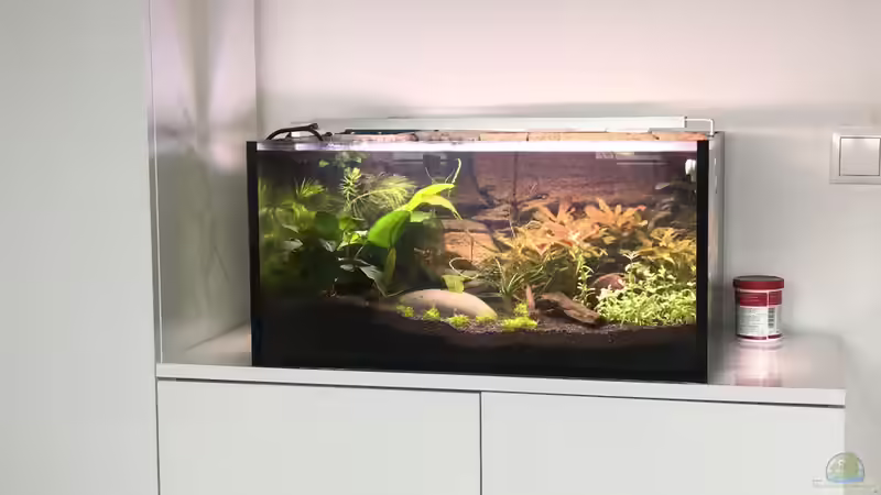 Aquarium Westafrika von Tim1979 (4)