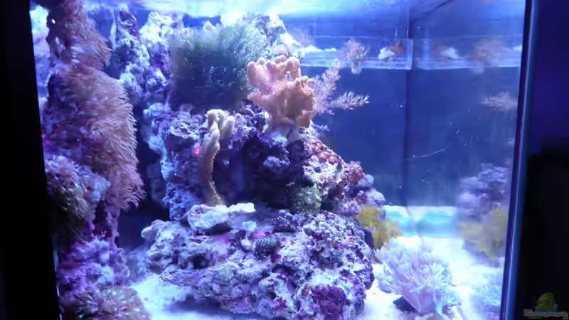 Aquarium WG-Riff von Cichlid Power (2)