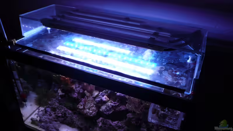 Aquarium WG-Riff von Cichlid Power (3)