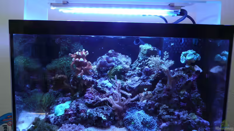 Aquarium WG-Riff von Cichlid Power (4)